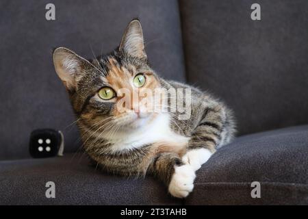 chat mignon avec de la fourrure blanche, noire et orange et avec des yeux brillants et ouverts reposant sur le canapé Banque D'Images