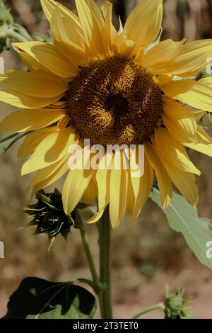 Fleur de tournesol, espèce Helianthus annuus, famille des Asteraceae, cultivée dans un système de production de fleurs coupées par des producteurs de la ville de Holambra. Banque D'Images