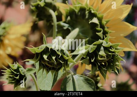 Bourgeon de fleur de tournesol, espèce Helianthus annuus, famille des Asteraceae, cultivé dans un système de production de fleurs coupées par des producteurs de la ville de Holambra. Banque D'Images