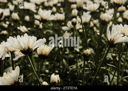 Fleurs blanches de chrysanthème, une plante de la famille des Asteraceae, cultivée dans un système de production de fleurs coupées par des producteurs de la ville de Holambra, kn Banque D'Images