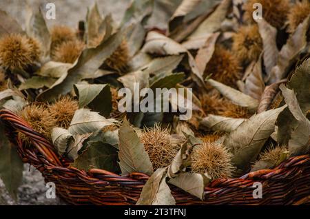 Feuilles de châtaignier séchées et hérissons de châtaignier dans un panier comme décoration d'automne. Banque D'Images