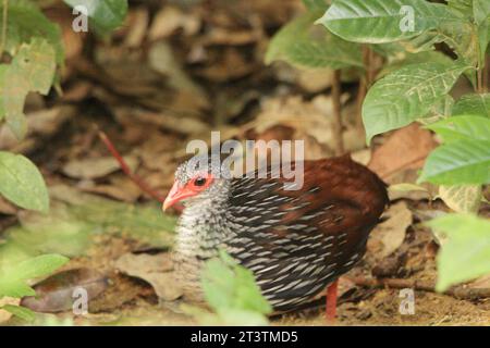 Sri Lankan Birds in the Wild, visitez le Sri Lanka. Banque D'Images