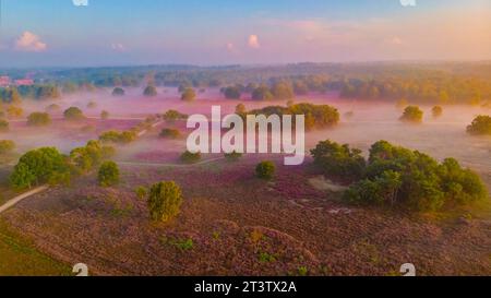 Parc national de Zuiderheide Veluwe, bruyère rose pourpre en fleurs au lever du soleil avec brume et brouillard, chauffage en fleurs sur le Veluwe par Laren Hilversum pays-Bas, champs de bruyère en fleurs Banque D'Images