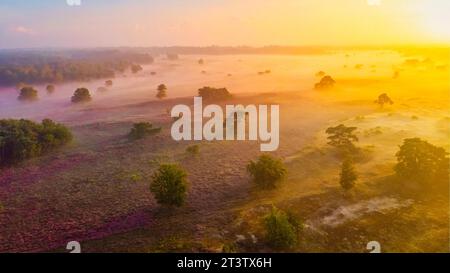 Parc national de Zuiderheide Veluwe, bruyère rose pourpre en fleur lors d'un lever de soleil brumeux, chauffage en fleurs sur le Veluwe par Laren Hilversum pays-Bas, champs de bruyère en fleurs Banque D'Images