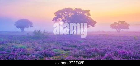 Parc national de Zuiderheide Veluwe au lever du soleil, bruyère rose pourpre en fleur lors d'un lever de soleil brumeux, chauffage en fleurs sur le Veluwe par Laren Hilversum pays-Bas, champs de bruyère en fleurs Banque D'Images