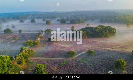 Parc national de Zuiderheide Veluwe, bruyère rose pourpre en fleur lors d'un lever de soleil brumeux, chauffage en fleurs sur le Veluwe par Laren Hilversum pays-Bas, champs de bruyère en fleurs vue d'un drone Banque D'Images