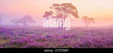 Parc national de Zuiderheide Veluwe, bruyère rose pourpre en fleurs lors d'un lever de soleil brumeux, chauffage en fleurs sur les pays-Bas Veluwe Banque D'Images