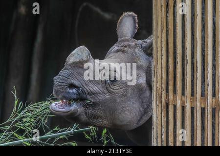 Madrid, Espagne. 26 octobre 2023. Sanada le rhinocéros indien vu lors de la fête d'Halloween au zoo de Madrid. Crédit : SOPA Images Limited/Alamy Live News Banque D'Images