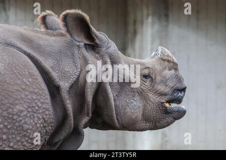 Madrid, Espagne. 26 octobre 2023. Sanada le rhinocéros indien vu lors de la fête d'Halloween au zoo de Madrid. Crédit : SOPA Images Limited/Alamy Live News Banque D'Images