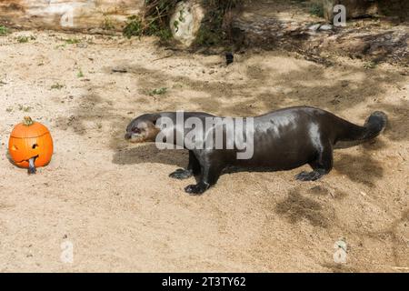 Madrid, Espagne. 26 octobre 2023. Été la loutre sent une citrouille avec de la truite, pour fêter Halloween prochain au zoo de Madrid. Crédit : SOPA Images Limited/Alamy Live News Banque D'Images