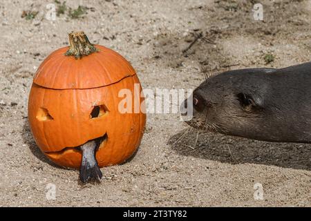 Madrid, Espagne. 26 octobre 2023. Été la loutre sent une citrouille avec de la truite, pour fêter Halloween prochain au zoo de Madrid. (Photo de David Canales/SOPA Images/Sipa USA) crédit : SIPA USA/Alamy Live News Banque D'Images