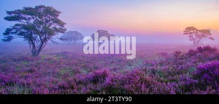 Bruyère rose pourpre en fleur, chauffage en fleurs sur le Veluwe par Laren Hilversum pays-Bas, champs de bruyère en fleurs au lever du soleil avec brouillard et brume Zuiderheide Banque D'Images