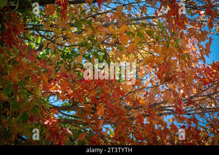 Image haute résolution isolée des feuilles vertes dans la lumière directe du soleil créant des ombres et des textures naturelles différentes Banque D'Images