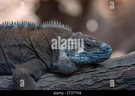 Portrait isolé en gros plan haute résolution d'un lézard dragon unique au Lincoln Park Zoo Chicago- USA Banque D'Images