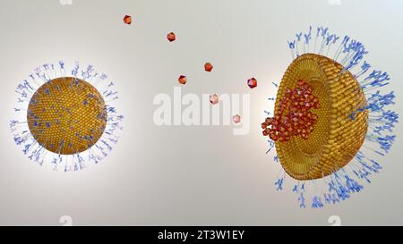 Les liposomes modifiés par anticorps, les immuno-liposomes, peuvent délivrer des médicaments encapsulés aux cellules via l'interaction des protéines de surface cellulaire avec les anticorps 3d. Banque D'Images