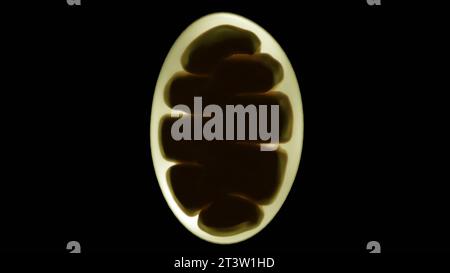 Gros plan, rendu 3D hyper-réaliste d'une mitochondrie avec un arrière-plan flou Banque D'Images