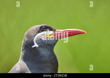 Sterne inca (Larosterna inca), portrait, captive, distribution amérique du Sud Banque D'Images