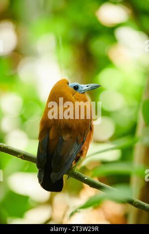 Capuchinbird, Calfbird (Perissocephalus tricolor) assis sur une branche, captif, distribution amérique du Sud Banque D'Images