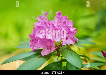 Catawba rosebay (Rhododendron catawbiense) fleurissent au printemps, Bavière, Allemagne Banque D'Images