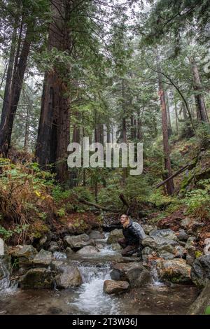 Une crique coule à travers les séquoias dans le parc d'État Julia Pfeiffer Burns à Big sur, comté de Monterey, Californie, un randonneur regarde la forêt pittoresque. Banque D'Images