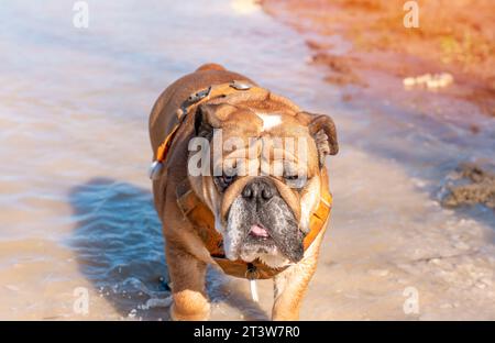 Funny Red English Bulldog est sorti pour une promenade en courant dans une flaque d'eau un jour de printemps Banque D'Images