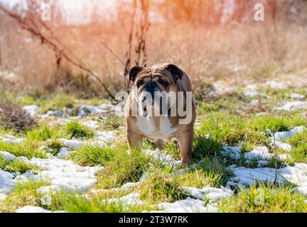 Drôle Red anglais Bulldog britannique dans une promenade en courant sur l'herbe de neige un jour de printemps Banque D'Images