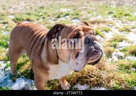 Portrait grand angle de Funny Red British Bulldog est sorti pour une promenade en courant sur l'herbe de neige un jour de printemps Banque D'Images