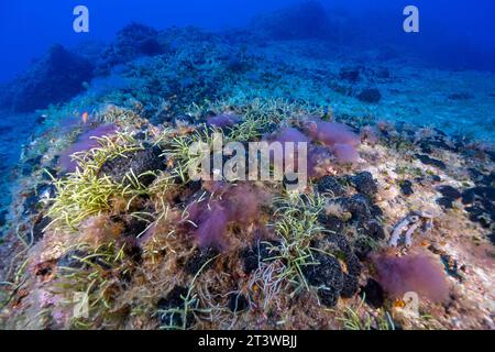 Algues rouges envahissantes, Dudresnaya verticillata, et algues vertes envahissantes, Caulerpa resemosa lamourouxii F. requienii, couvrant l'habitat des éponges à Fethiye Banque D'Images