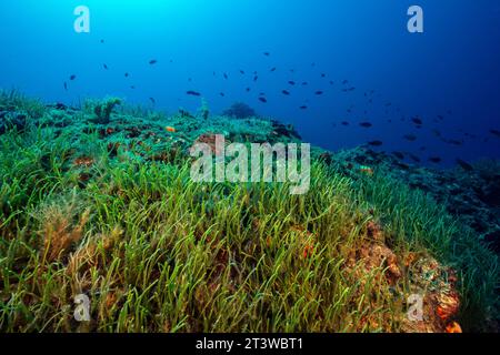 Algue verte envahissante, Caulerpa resemosa lamourouxii F. requienii, couvrant l'habitat coralligène dans la baie de Fethiye en Turquie. Banque D'Images