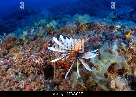 Poisson-lion envahissant, Pterois Miles, Fethiye-Gocek MPA Turquie Banque D'Images