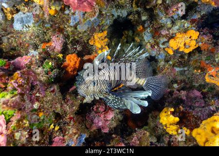 Poisson-lion envahissant, Pterois Miles, Fethiye-Gocek MPA Turquie Banque D'Images