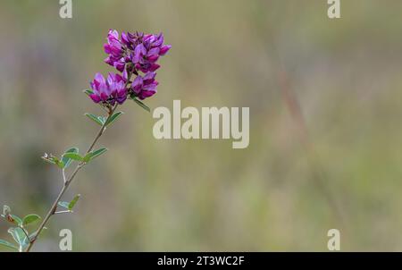 Beauté florissante : Shrubby Bushclover Close-Up Banque D'Images