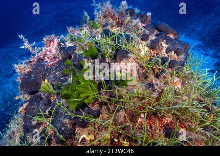 Algue verte envahissante, Caulerpa resemosa lamourouxii F. requienii, couvrant l'algue locale, Flabellia petiolata, Fethiye-Gocek MPA Turkey. Banque D'Images