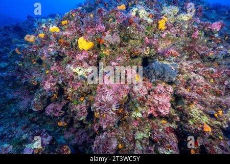 Habitat coralligène avec poissons-lions envahissants, Pterois miles, Fethiye-Gocek MPA dindon. Banque D'Images