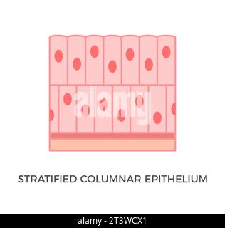 Épithélium colonnaire stratifié. Types de tissus épithéliaux. Cellules hautes et minces avec noyaux ovales. On le trouve dans la conjonctive, le pharynx. Illustration de Vecteur