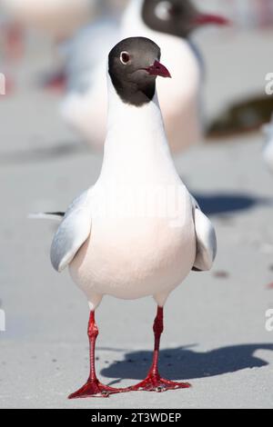 Mouette à capuche brune, Chroicocephalus maculipennis, dans les îles Malouines. Banque D'Images