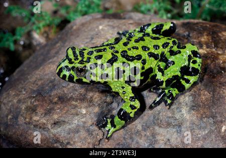 Crapaud oriental à ventre de feu (Bombina orientalis), trouvé en Asie du Nord-est Banque D'Images