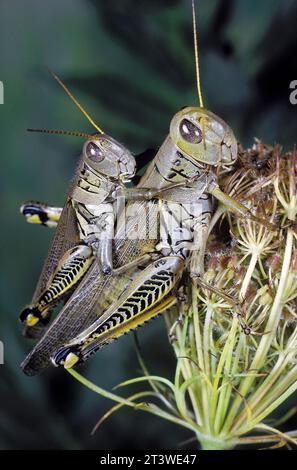 Sauterelles différentielles (Melanoplus differentialis) Banque D'Images
