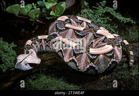 Gaboon Viper (Bitis gabonica) alias : Gaboon Adder, Afrique équatoriale Banque D'Images