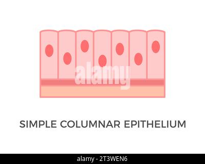 Épithélium simple en colonne. Types de tissus épithéliaux. Cellules hautes et minces avec noyaux ovales. Tapisse la plupart des organes du tube digestif. Vecteur Illustration de Vecteur