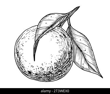 Branche de fruit orange avec des feuilles. Illustration vectorielle linéaire dessinée à la main de mandarine ou mandarine. Dessin d'arbre clémentine pour étiquette alimentaire. Croquis noir gravé sur blanc pour icône ou logo. Illustration de Vecteur