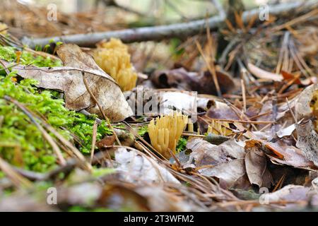 CALOCERA FURCATA, un genre de champignons dans la forêt d'automne en ordre Dacrymycetes Banque D'Images