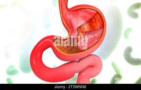 Anatomie de l'estomac humain sur le fond scientifique. illustration 3d. Banque D'Images