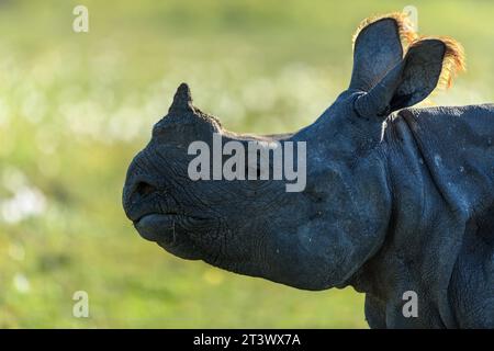 Gros plan sur portrait clair d'un rhinocéros à une corne montrant les détails du visage et la couleur orange des touffes d'oreilles avec un fond bokeh Banque D'Images