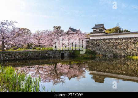 Château de Fukuoka avec fleur de cerisier à Fukuoka, Kyushu, Japon Banque D'Images