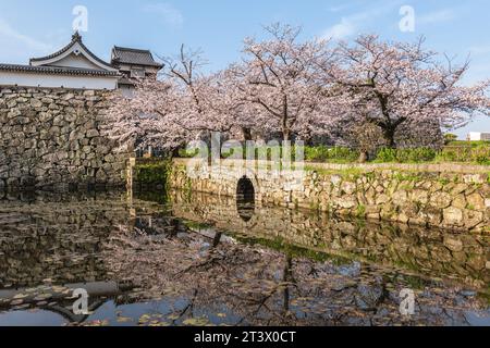 Château de Fukuoka avec fleur de cerisier à Fukuoka, Kyushu, Japon Banque D'Images