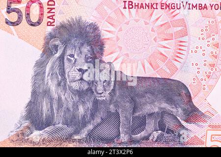 Lion avec bébé de l'argent sud-africain - rand Banque D'Images