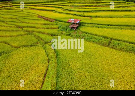 Rizières rizières en terrasses vert jaune à Sapan Bo Kluea Nan Thailand, une vallée verte avec des rizières vertes et des montagnes. champ de riz de couleur or avec une petite cabane en bois Banque D'Images