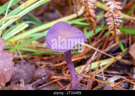 Champignon améthyste (Laccaria ameystina), champignon pourpre, champignon du tabouret, Royaume-Uni, en automne Banque D'Images