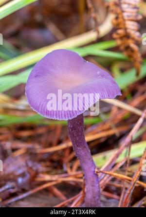 Champignon améthyste (Laccaria ameystina), champignon pourpre, champignon du tabouret, Royaume-Uni, en automne Banque D'Images